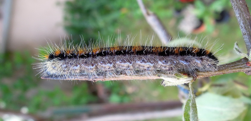 Aporia crataegi - sfarfallamento